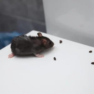 Rat droppings identification with a rat standing near droppings on a white background
