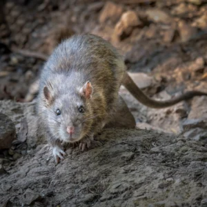 Storm Yard Debris Attracting Rodents: What Every Tampa Bay Homeowner Should Know